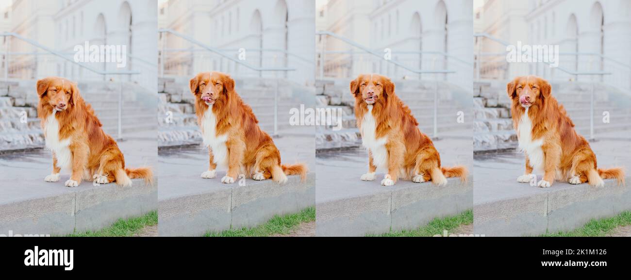 Nova Scotia Duck Tolling Retriever dog at the city. Dog collar and leash. Pet supplies. Dog walking. Lifestyle with dog. Stock Photo