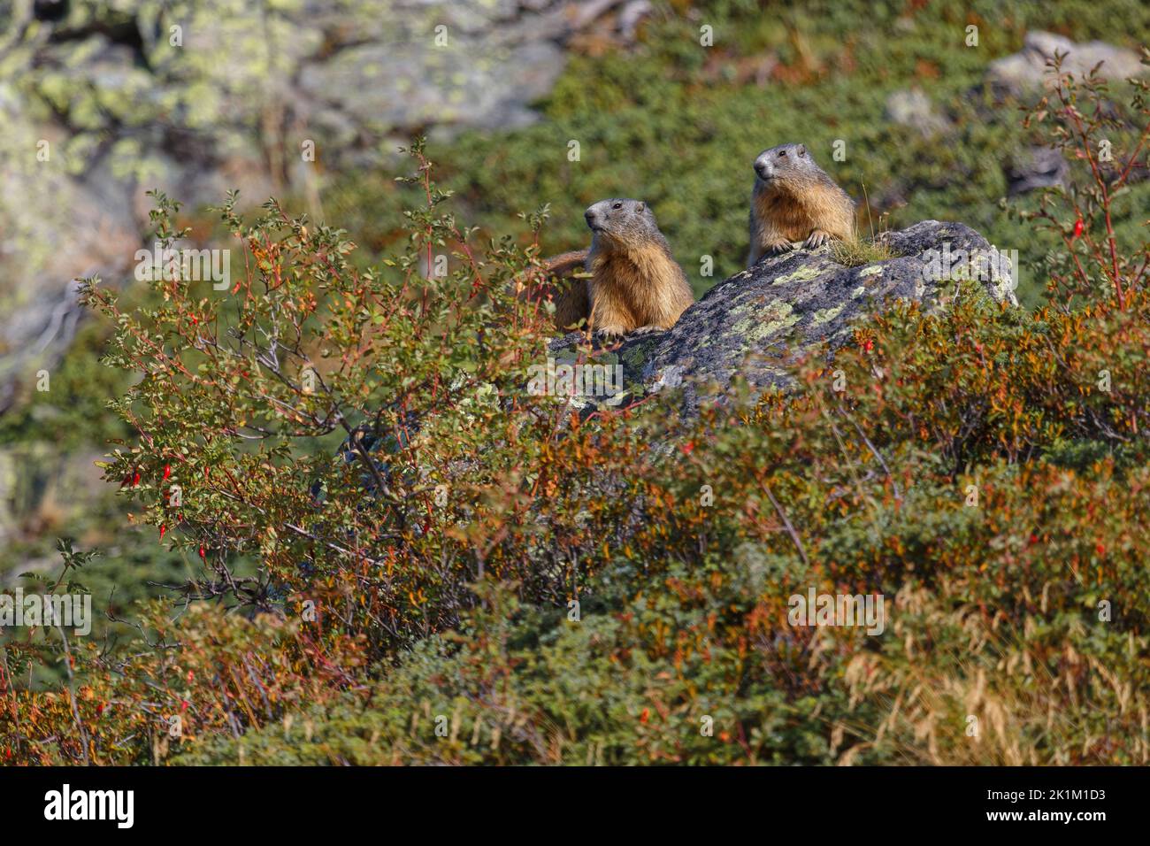 Two groundhogs survey the surrounding from their rock Stock Photo