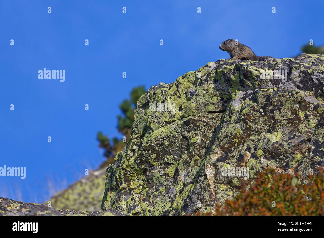 A small groundhog surveys from the top of its rock Stock Photo