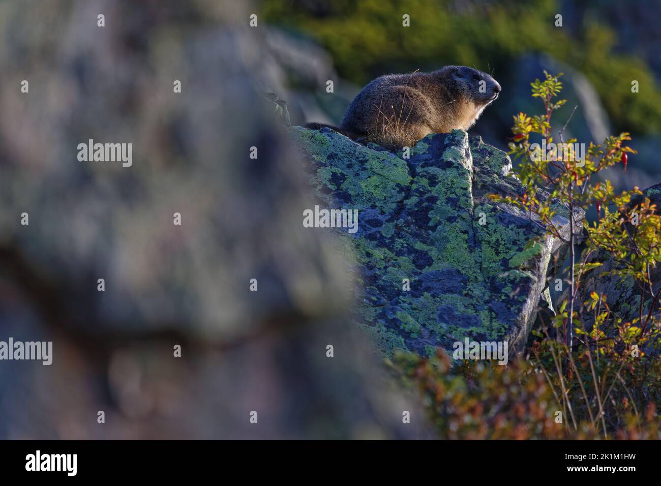 A hidden groundhog in vegetation and rocks Stock Photo