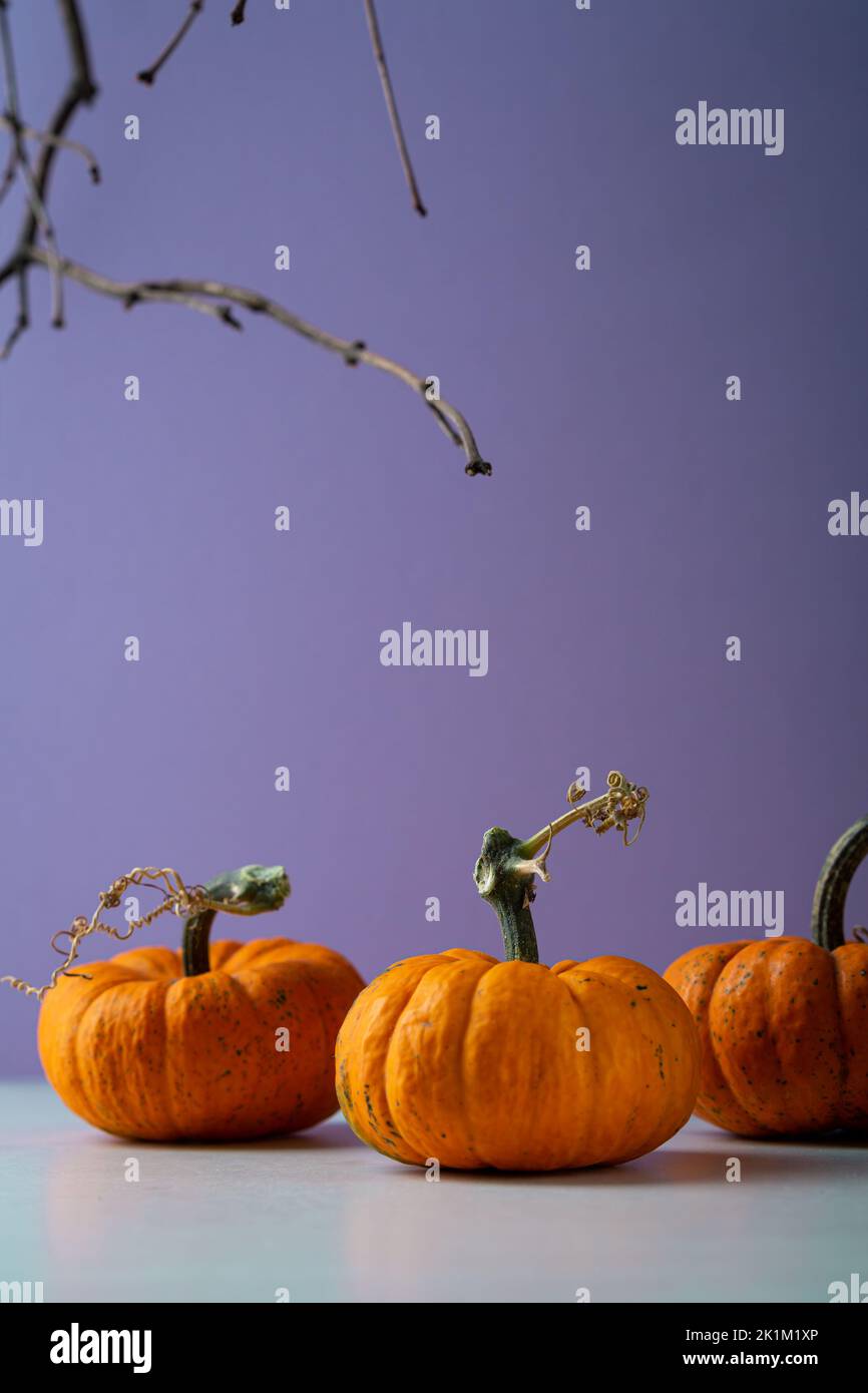Purple Halloween holiday background with orange pumpkins food Stock Photo