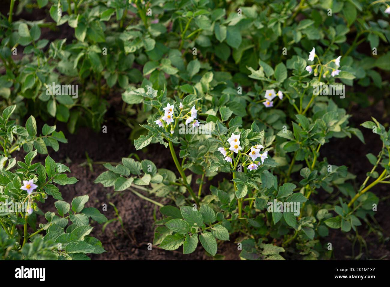 Organic blooming potato plans in garden top view food homegrown Stock Photo