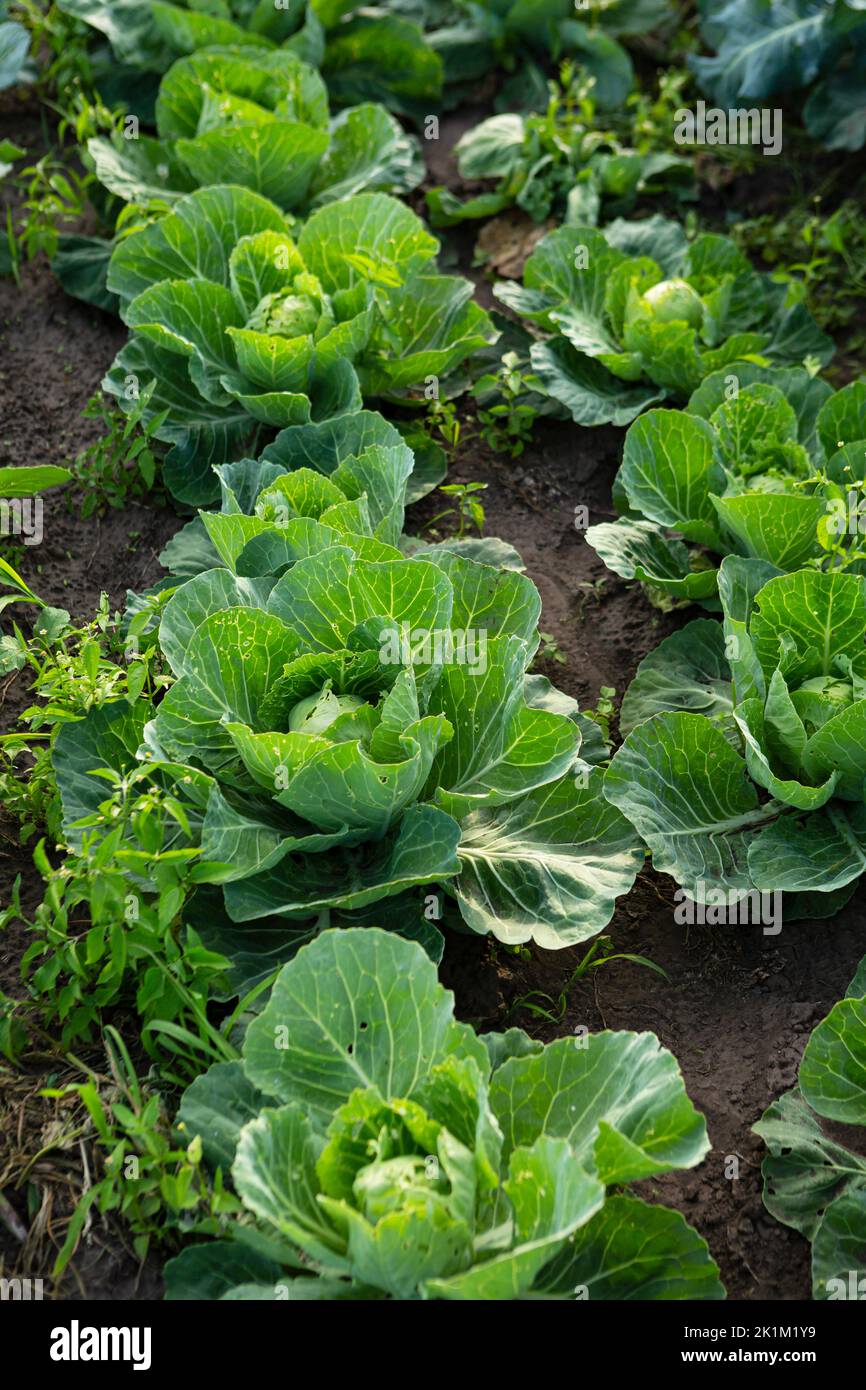 Organic cabbages in garden food homegrown Stock Photo