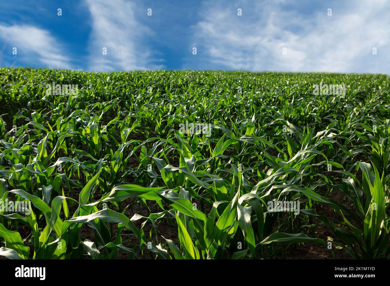 Green landscape with young corn plants Stock Photo