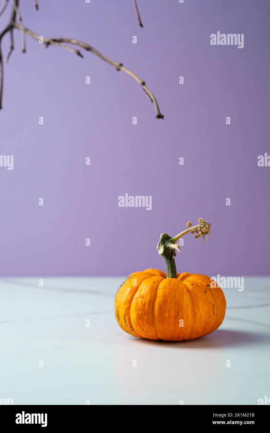Purple Halloween holiday background with one pumpkin Stock Photo