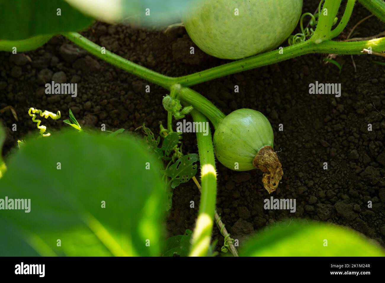 Small green pumpkin on plants homegrown produce Stock Photo