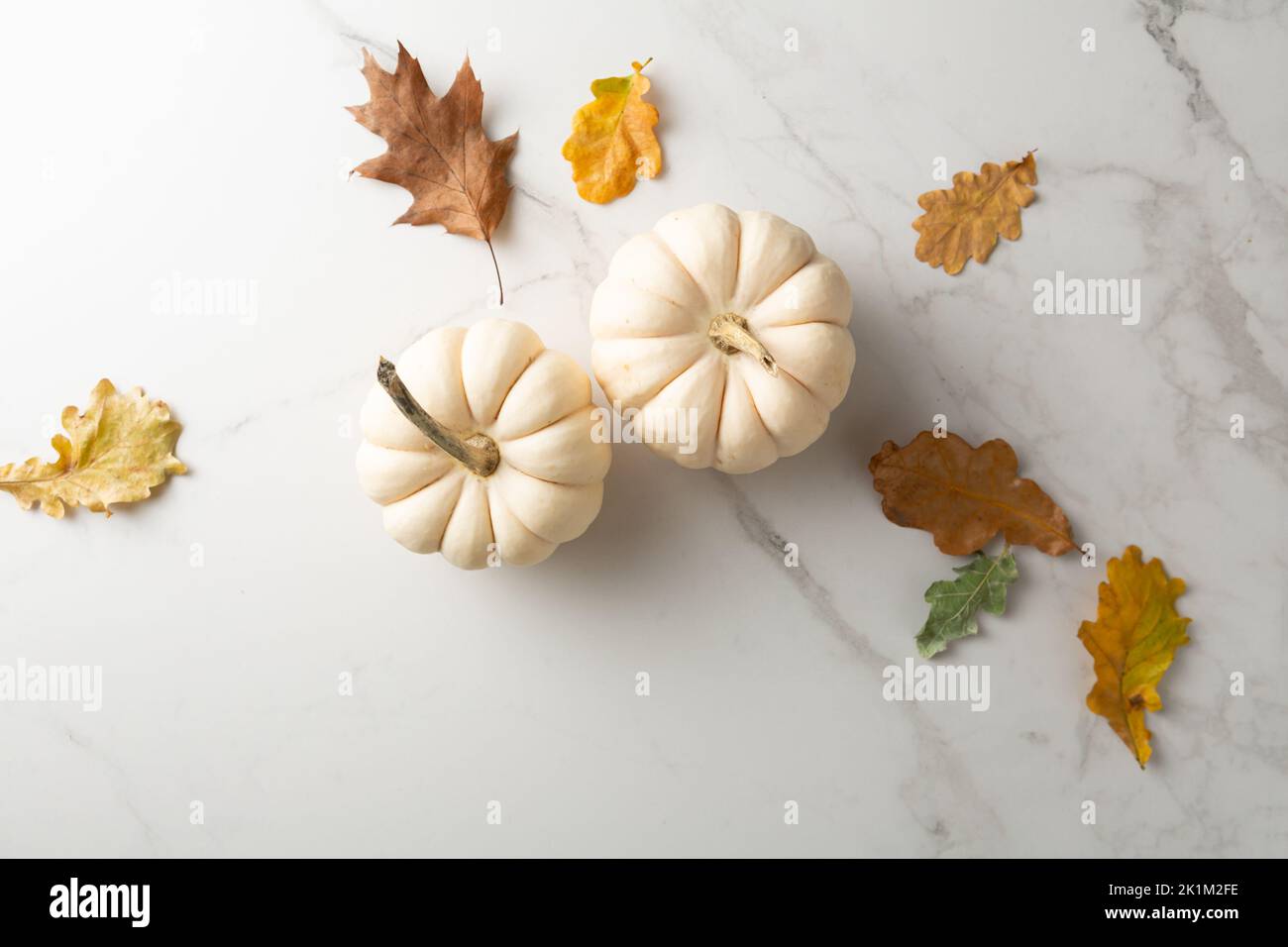 Two white pumpkins top view Thanksgiving concept Stock Photo