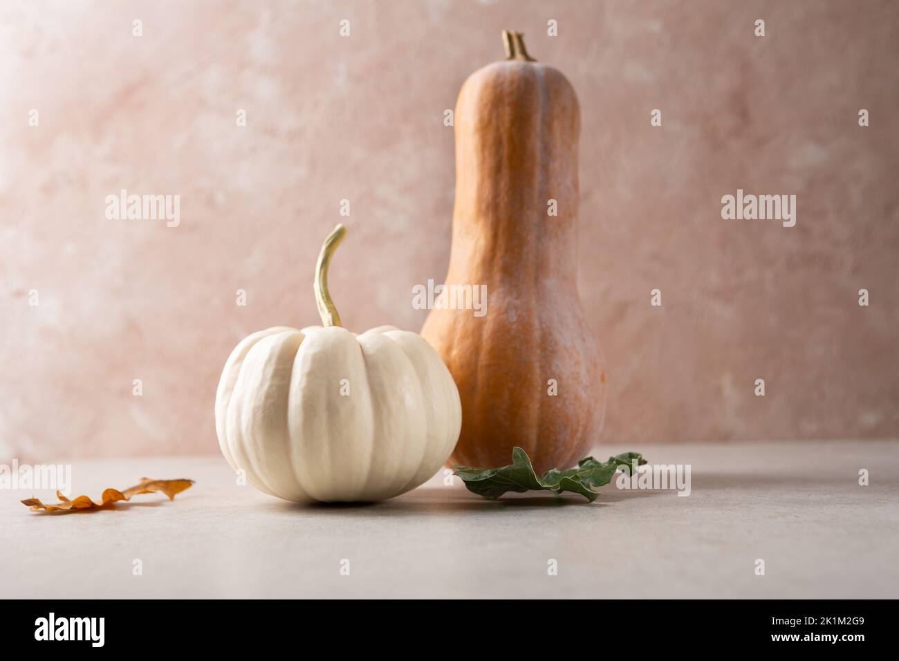 Two orange and white pumpkins autumn background Stock Photo