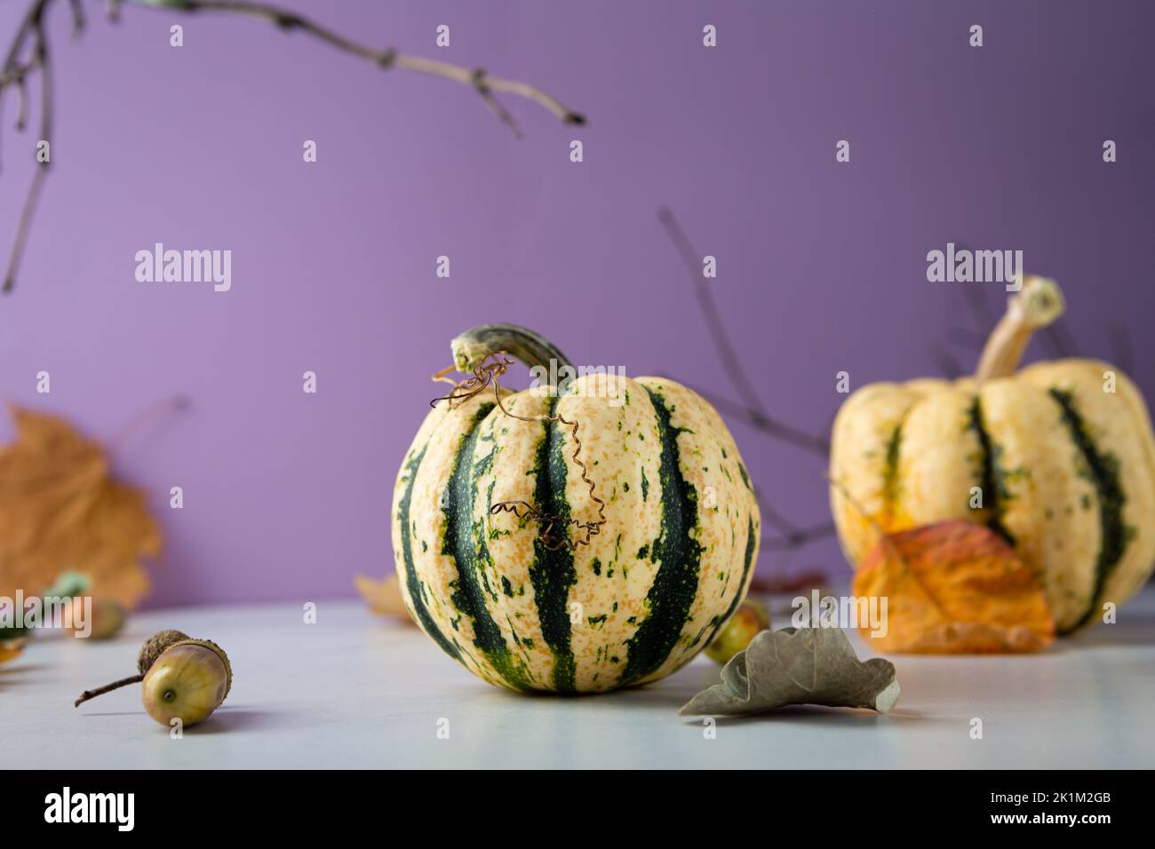 Two stripped pumpkin for decoration holiday purple background food Stock Photo