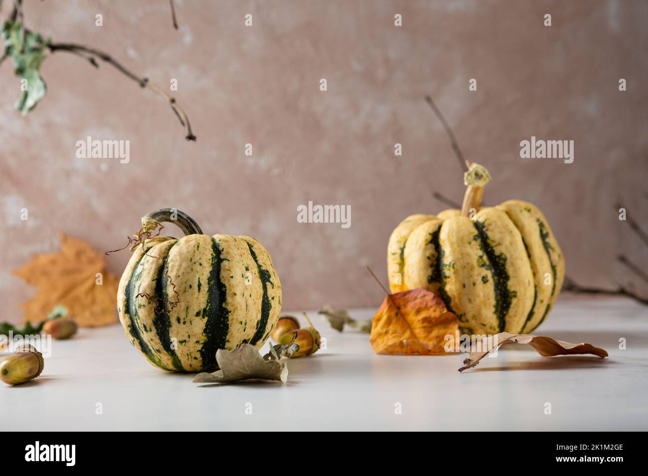 Two stripped pumpkin for decoration holiday Stock Photo