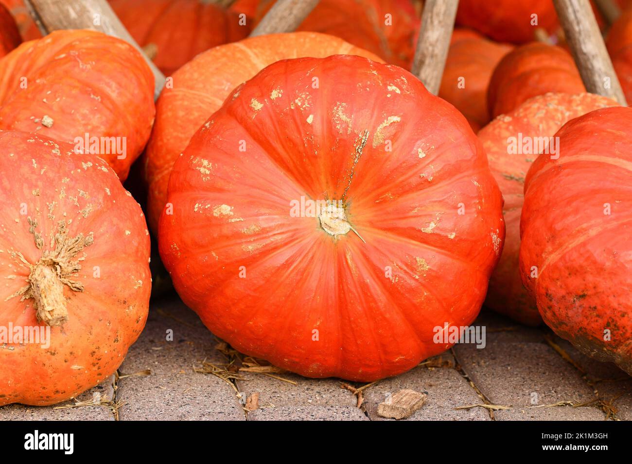 Large orange 'Rouge vif d'Etampes' Halloween pumpkins Stock Photo