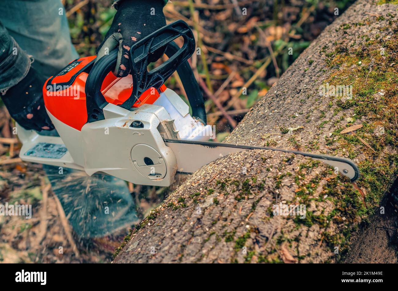 Chainsaw closeup of lumberjack sawing a large rough tree lying on