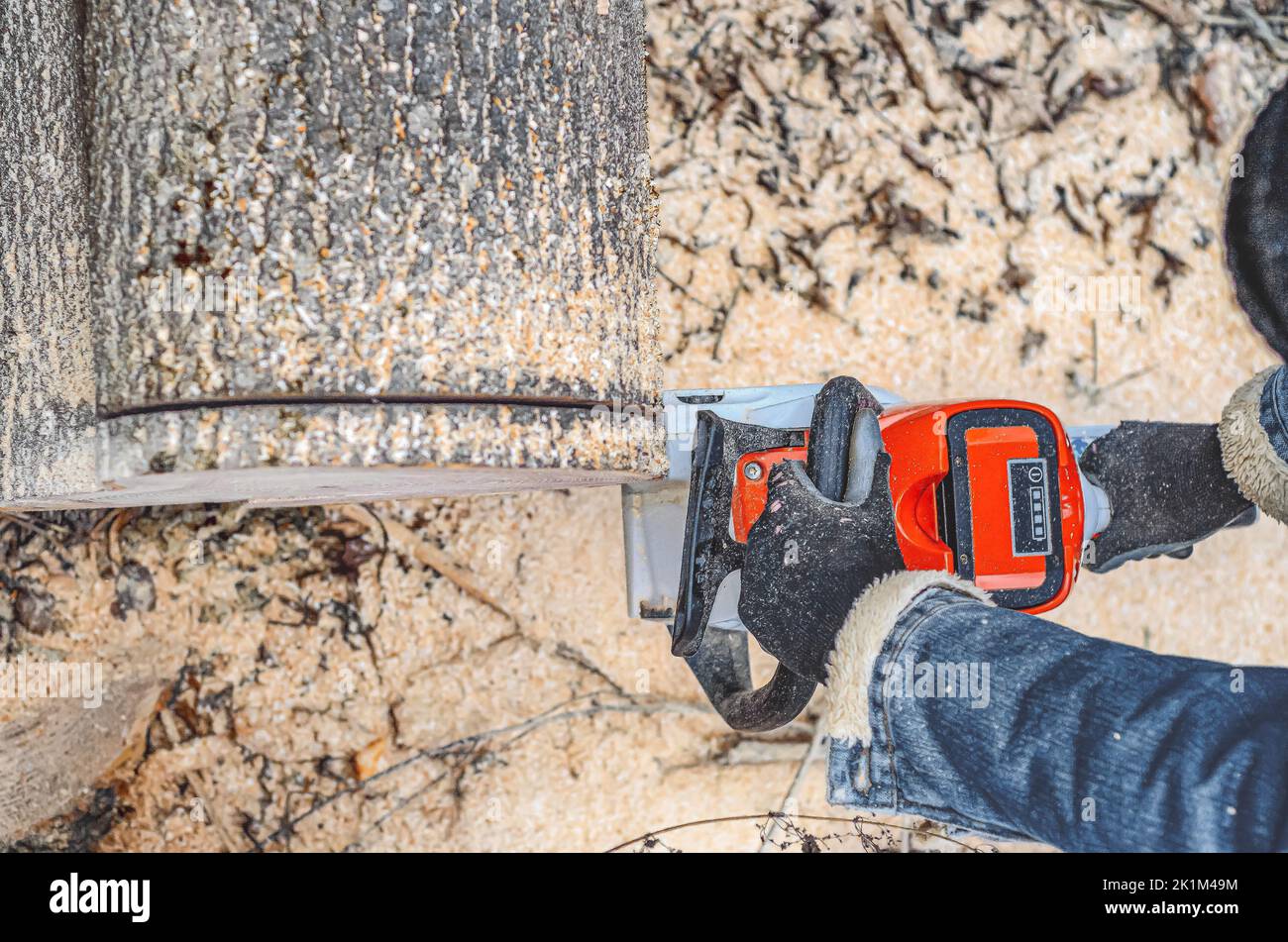Chainsaw closeup of lumberjack sawing a large rough tree lying on
