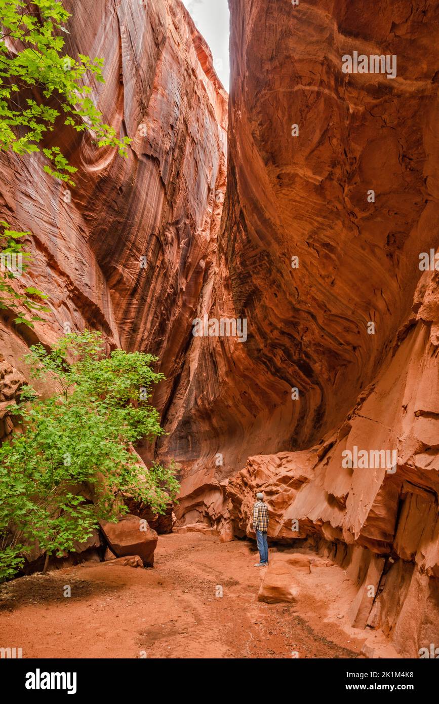 Hiker inside unnamed slot canyon, at side of Long Canyon, Burr Trail Road, Grand Staircase-Escalante National Monument, near Boulder, Utah, USA Stock Photo