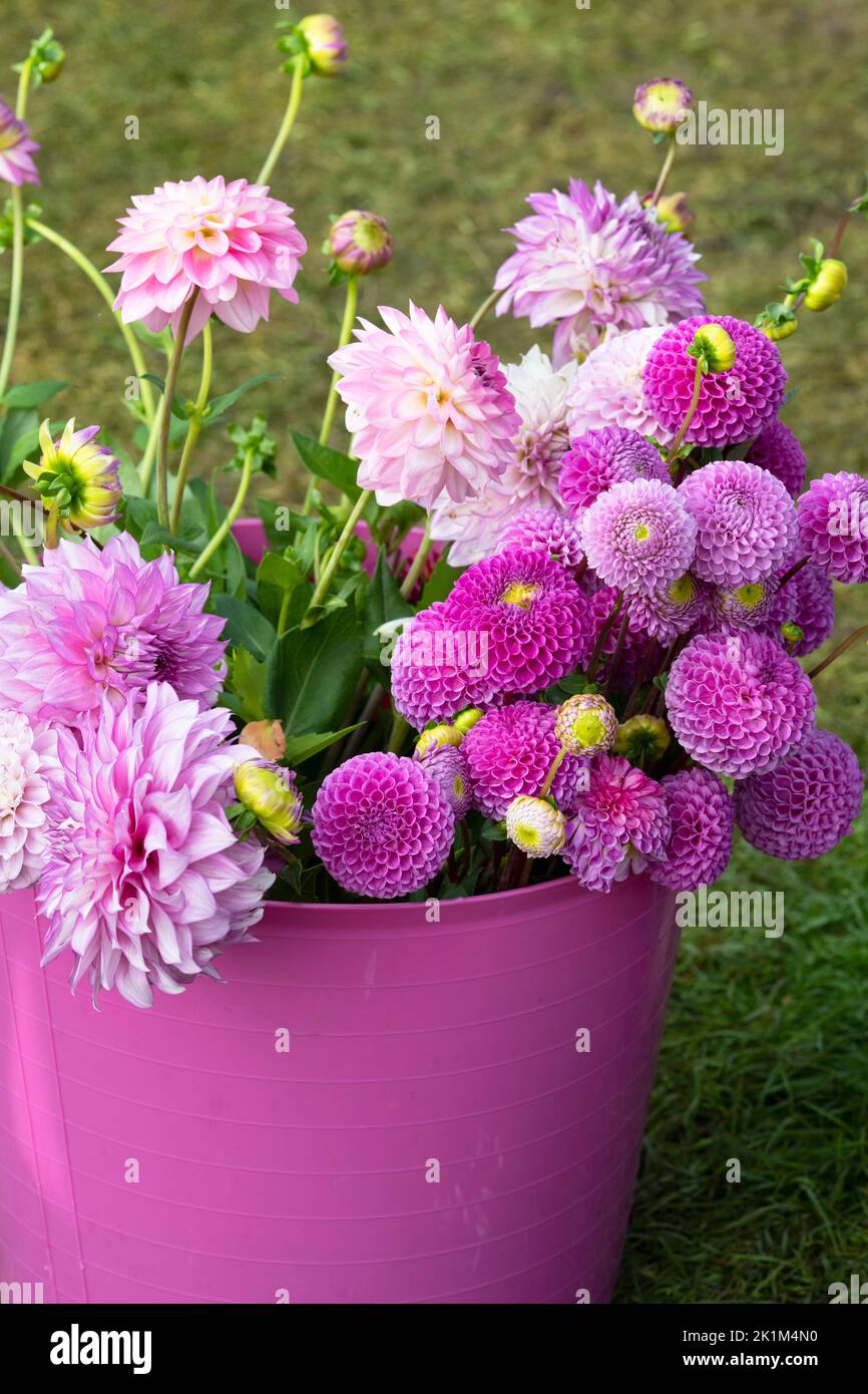 Cut pink dahlia flowers in a trug at a on display at a flower show. UK