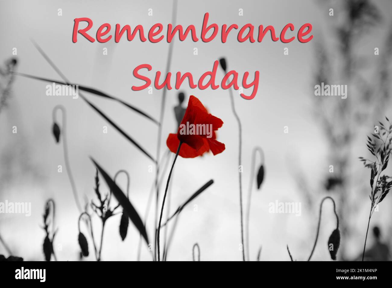 Remembrance poppy field flower hi-res stock photography and images - Alamy