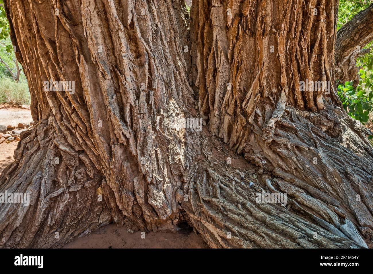 Old cottonwood tree trunks, Long Canyon, Burr Trail Road, Grand Staircase-Escalante National Monument, near Boulder, Utah, USA Stock Photo