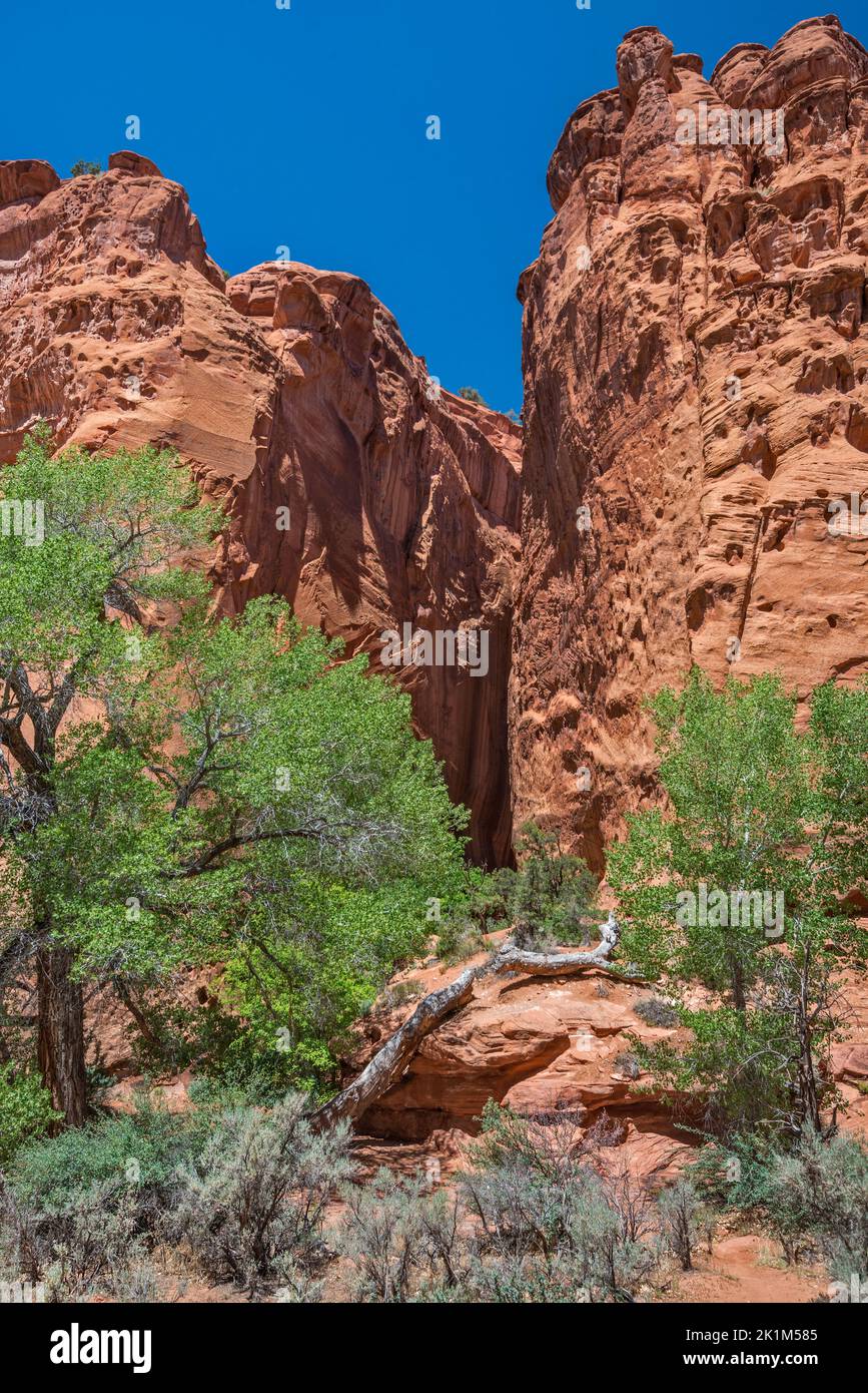Cottonwood trees, unnamed slot canyon, at side of Long Canyon, Burr Trail Road, Grand Staircase-Escalante National Monument, near Boulder, Utah, USA Stock Photo