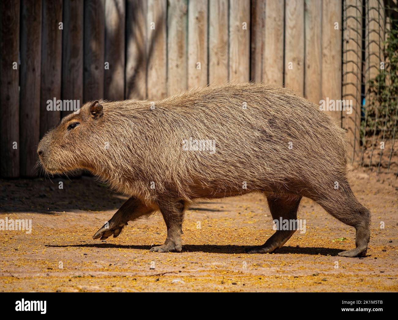 A large capybara with red and brown fur, seen in profile, walking on all fours. Stock Photo