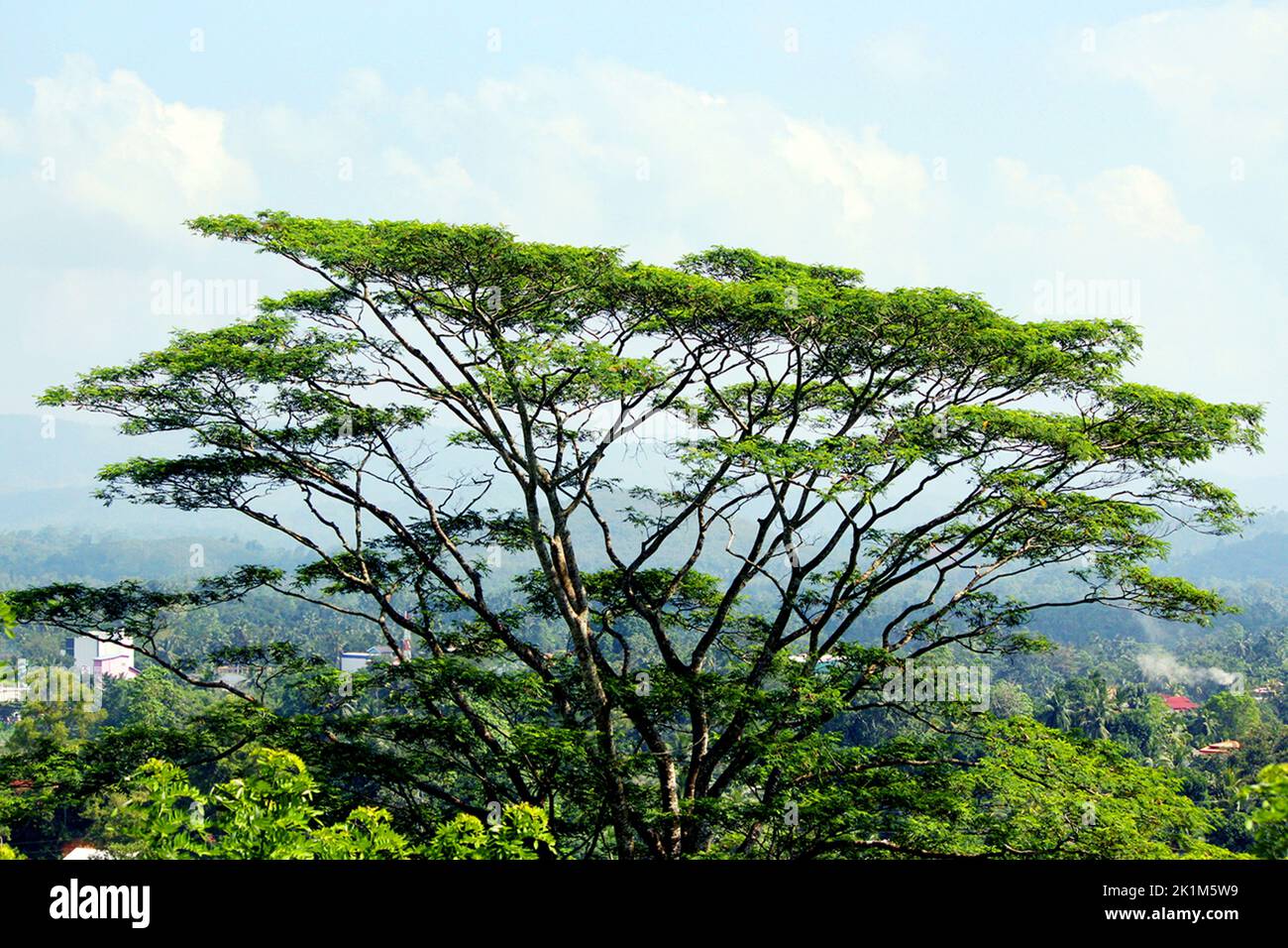 A beautiful landscape of a falcataria moluccana tree. Stock Photo