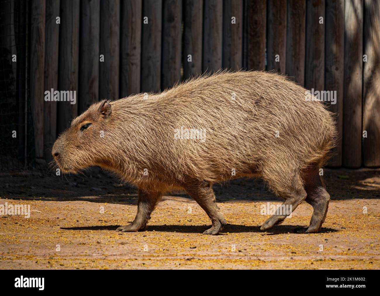 A large capybara with red and brown fur, seen in profile, walking on ...