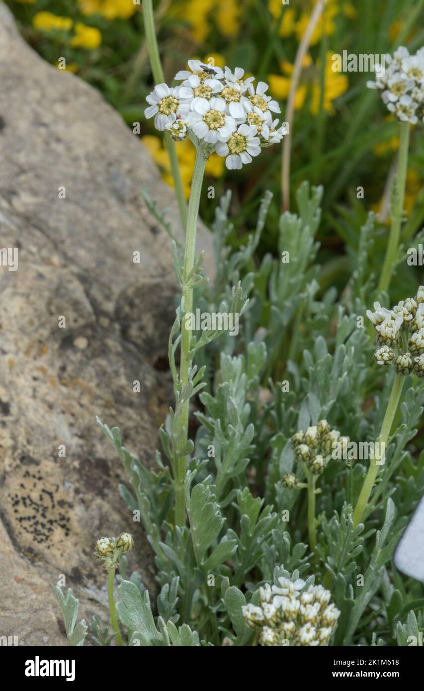 Silvery yarrow, Achillea clavennae, in flower, Swiss Alps. Stock Photo