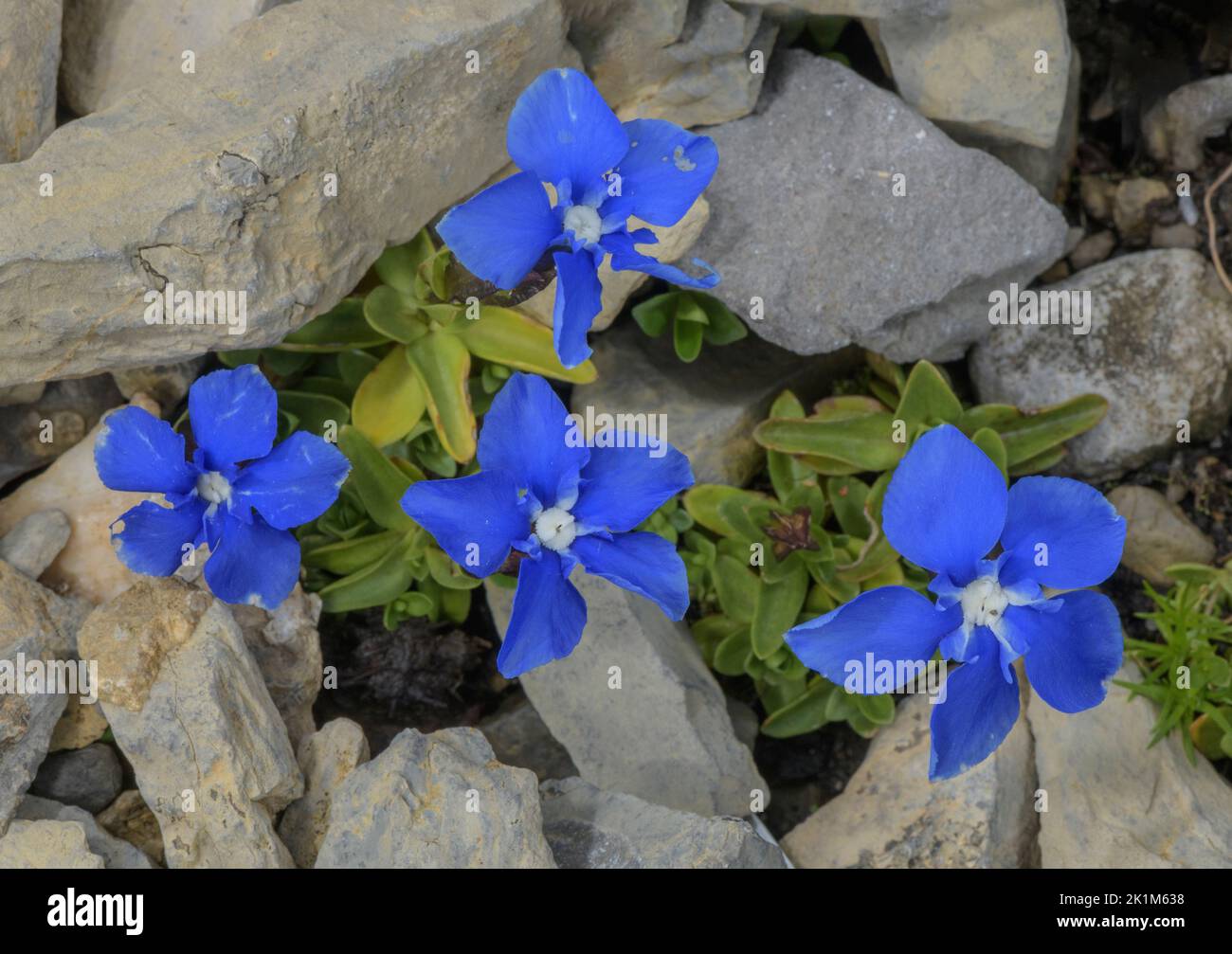 A spring Gentian, Gentiana brachyphylla subsp. favratii in flower on scree, Alps. Stock Photo