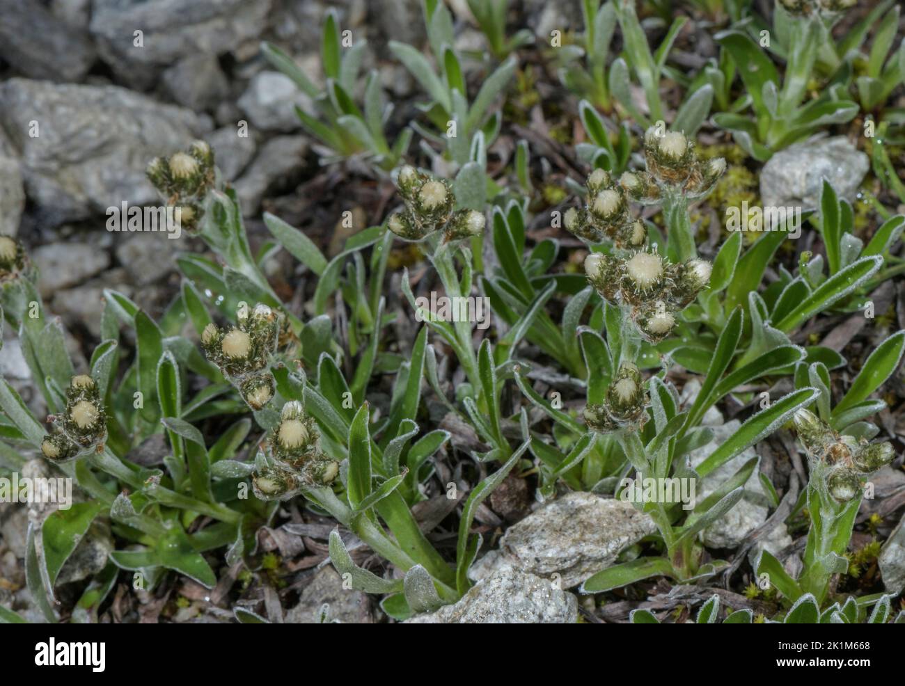 Carpathian Pussytoes, Antennaria carpatica in flower, Swiss Alps. Stock Photo