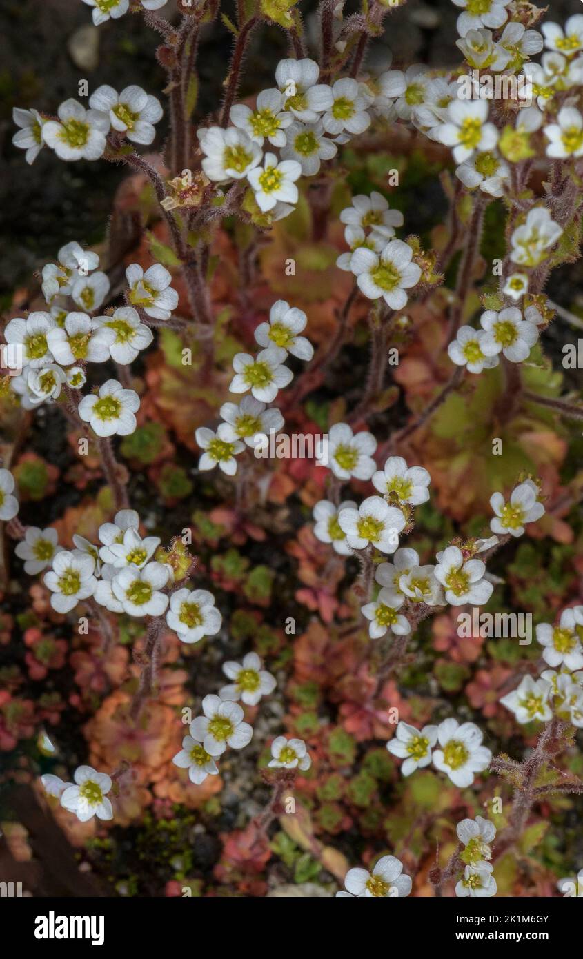 Ascending saxifrage, Saxifraga adscendens, in flower. Stock Photo