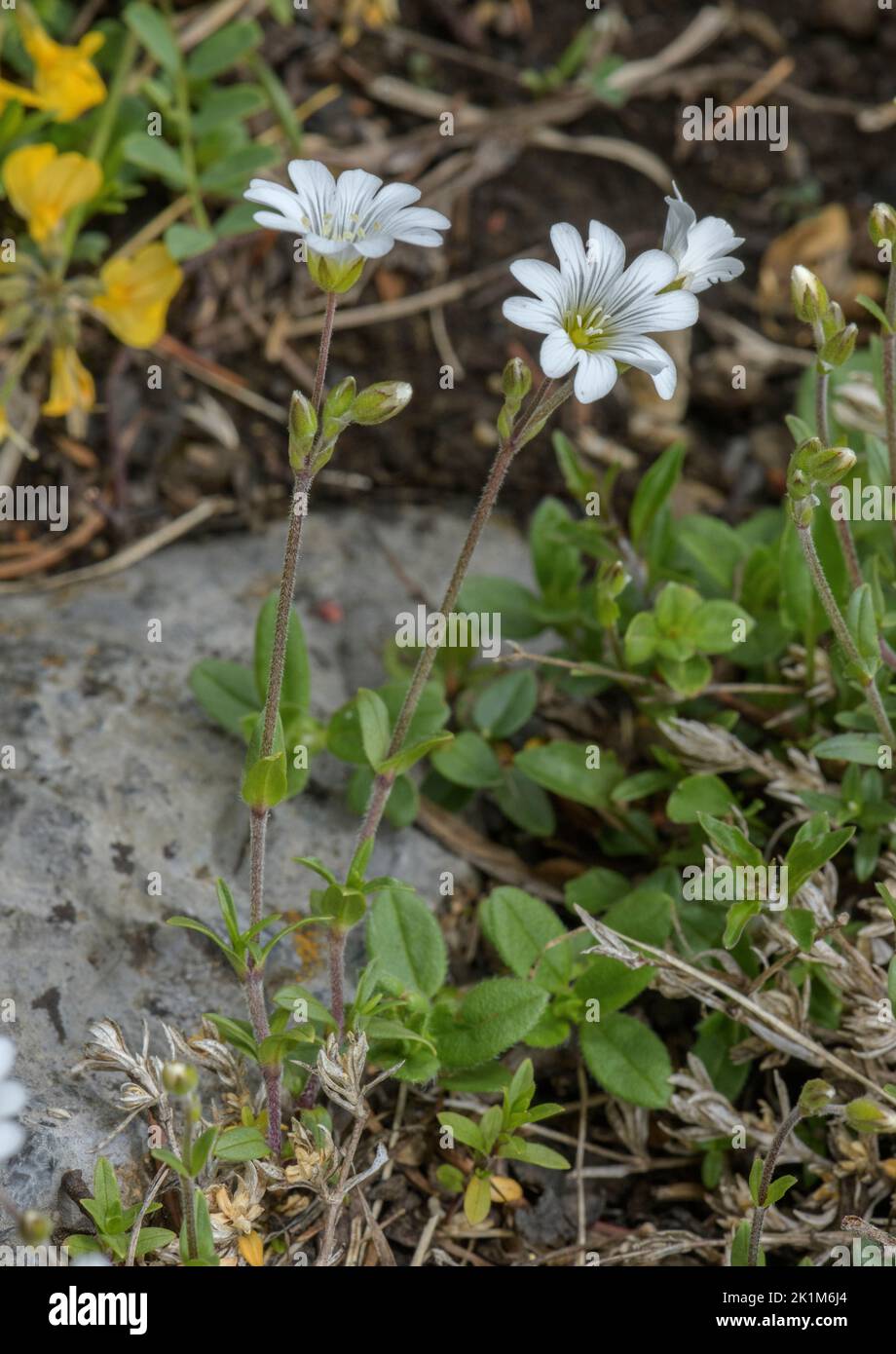 Cerastium arvense ssp. strictum Stock Photo