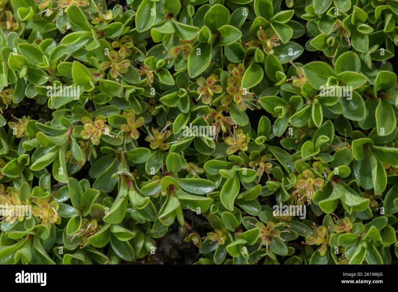 Salix serpyllifolia Stock Photo