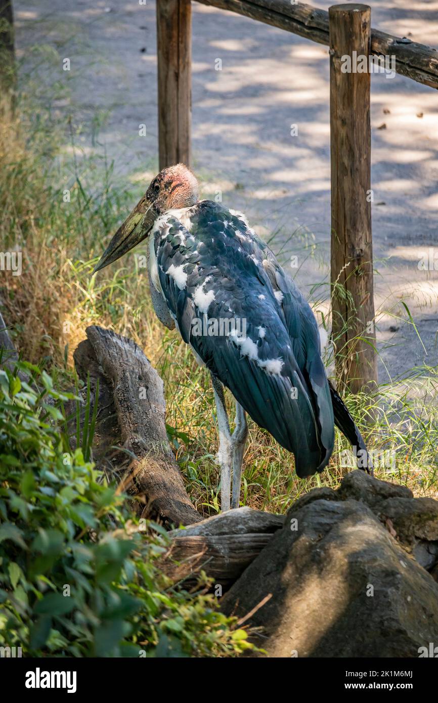 A large Marabou stork walks in the vegetation. The large conical beak, the bald pink head and the black and white feathers. The Marabou is a large sca Stock Photo