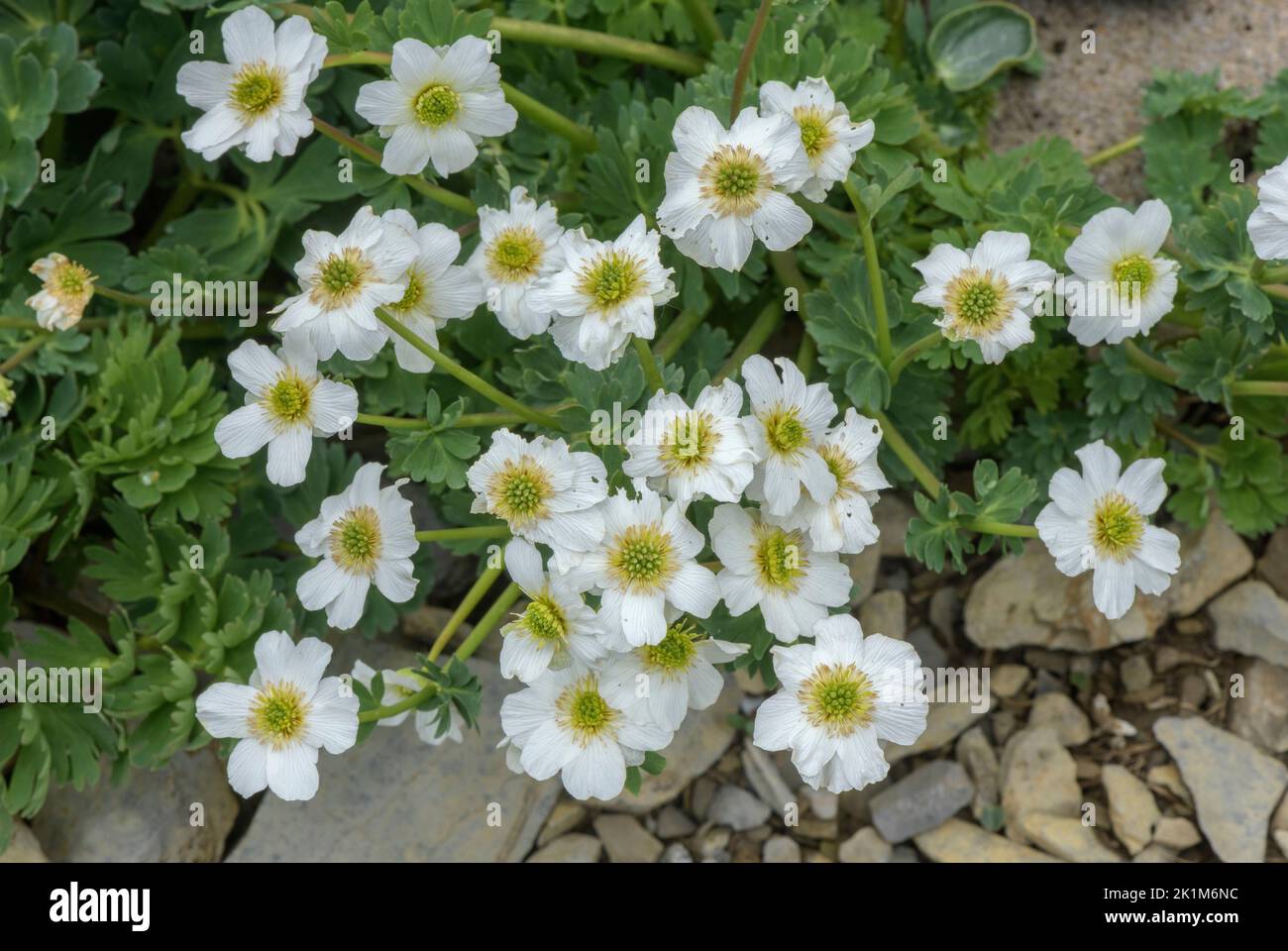 Coriander-leaved Callianthemum, Callianthemum coriandrifolium in flower in the Swiss Alps. Stock Photo