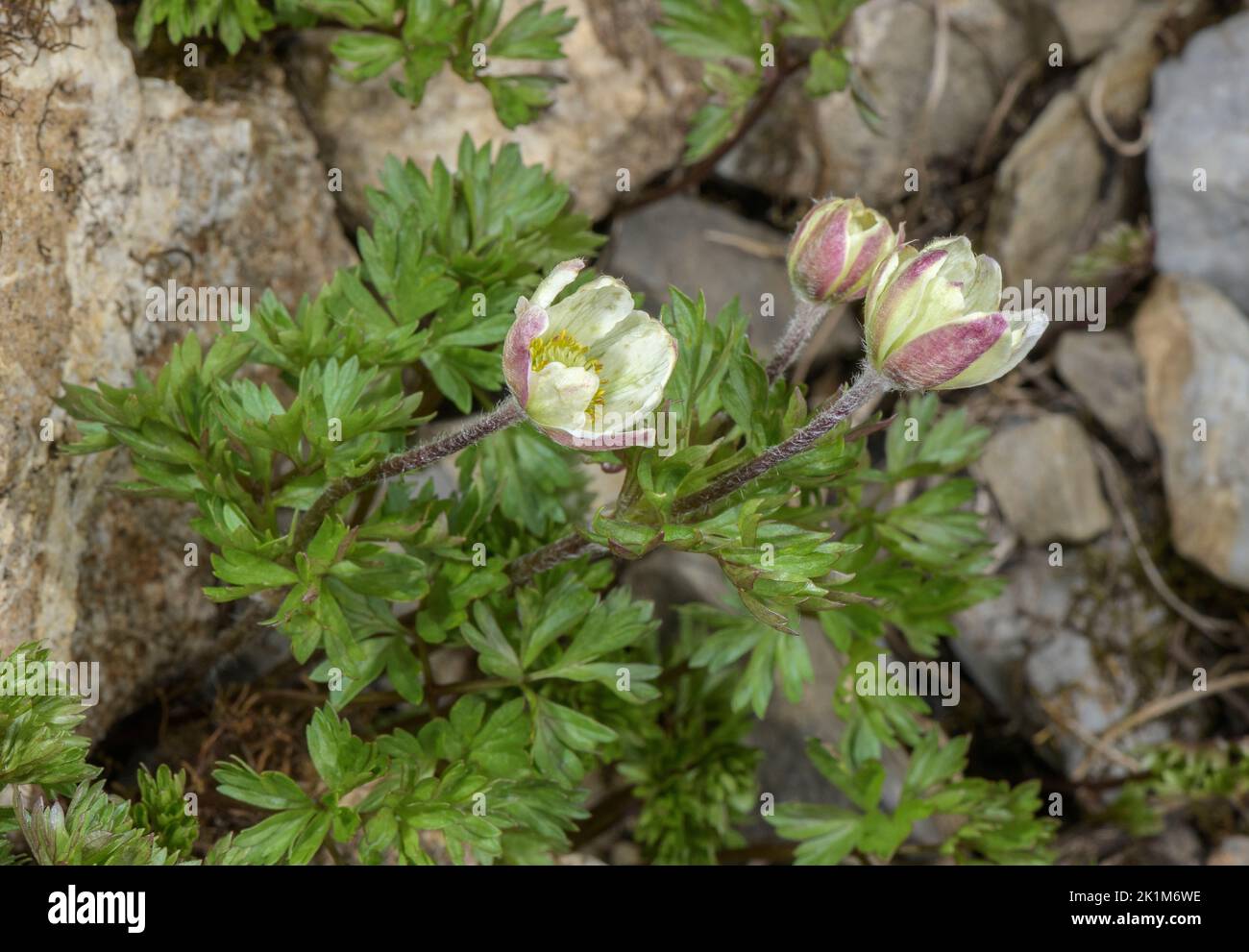 Monte Baldo Anemone, Anemone baldensis in flower, Swiss Alps. Stock Photo