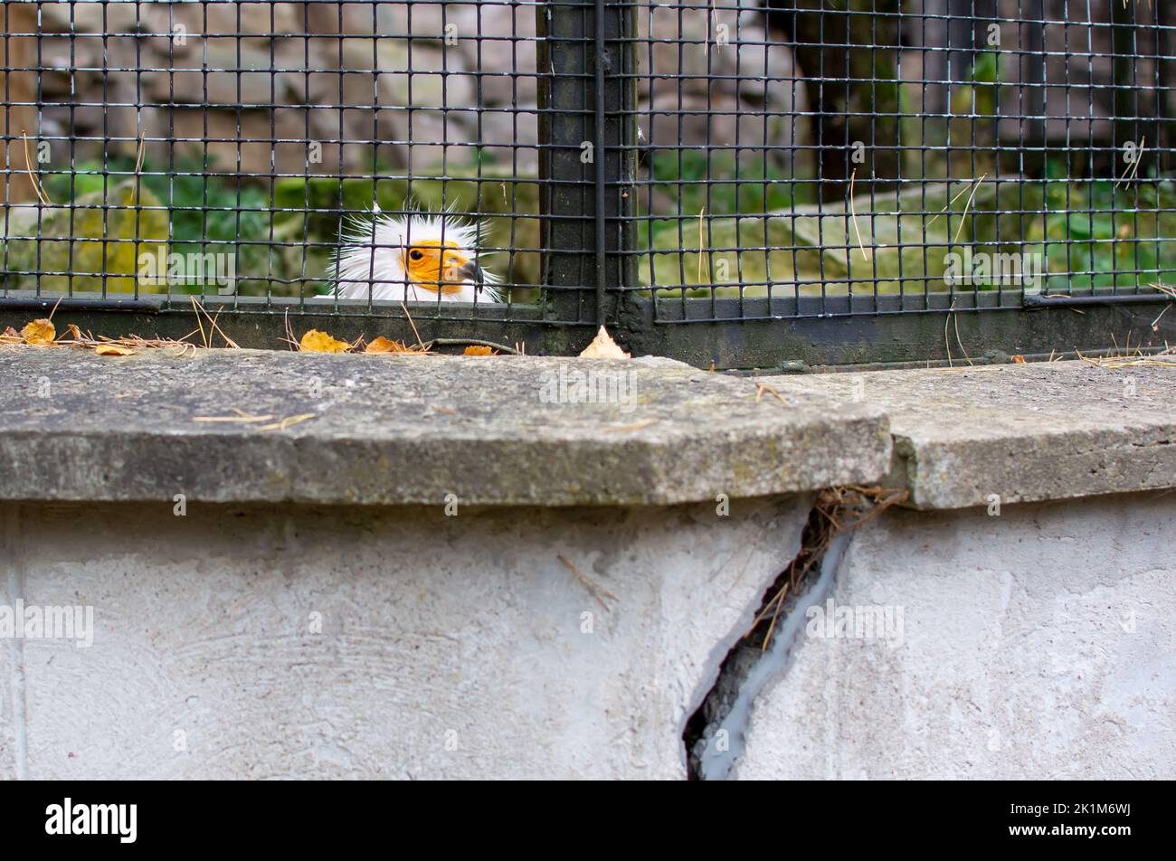 Egyptian vulture (Neophron percnopterus) face with bright yellow beak peeping out through the cage Stock Photo