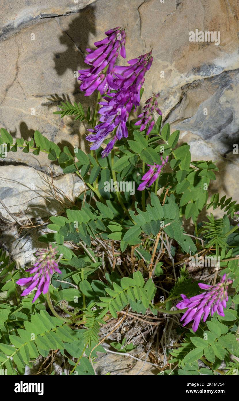 Alpine sainfoin, Hedysarum hedysaroides in flower in the Alps. Stock Photo