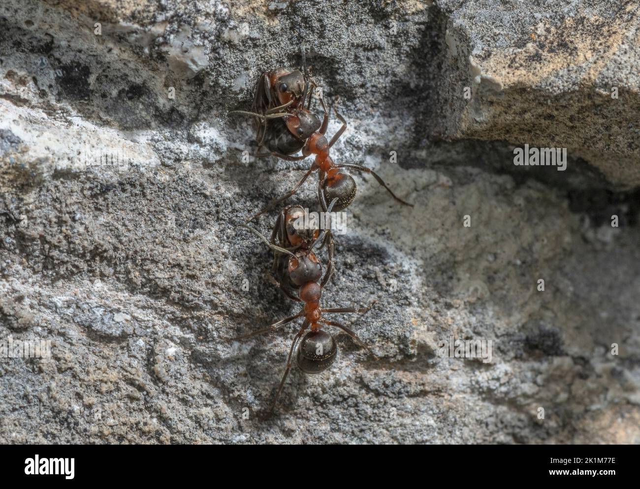 Southern Wood Ant, Formica rufa, clearing out dead ants from nest Stock