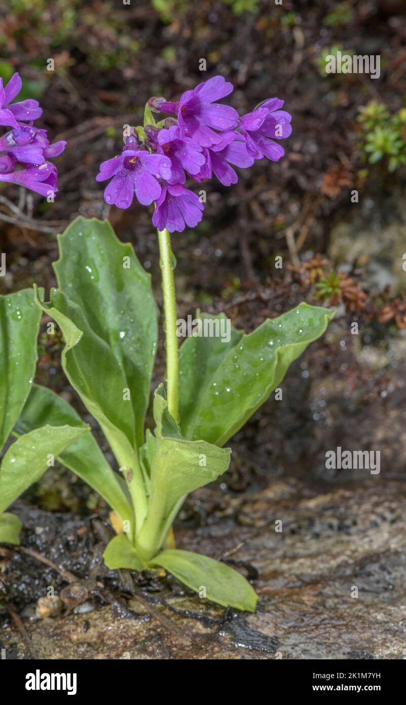 Broad-leaved Primula, Primula latifolia in flower on rock face, Swiss Alps. Stock Photo