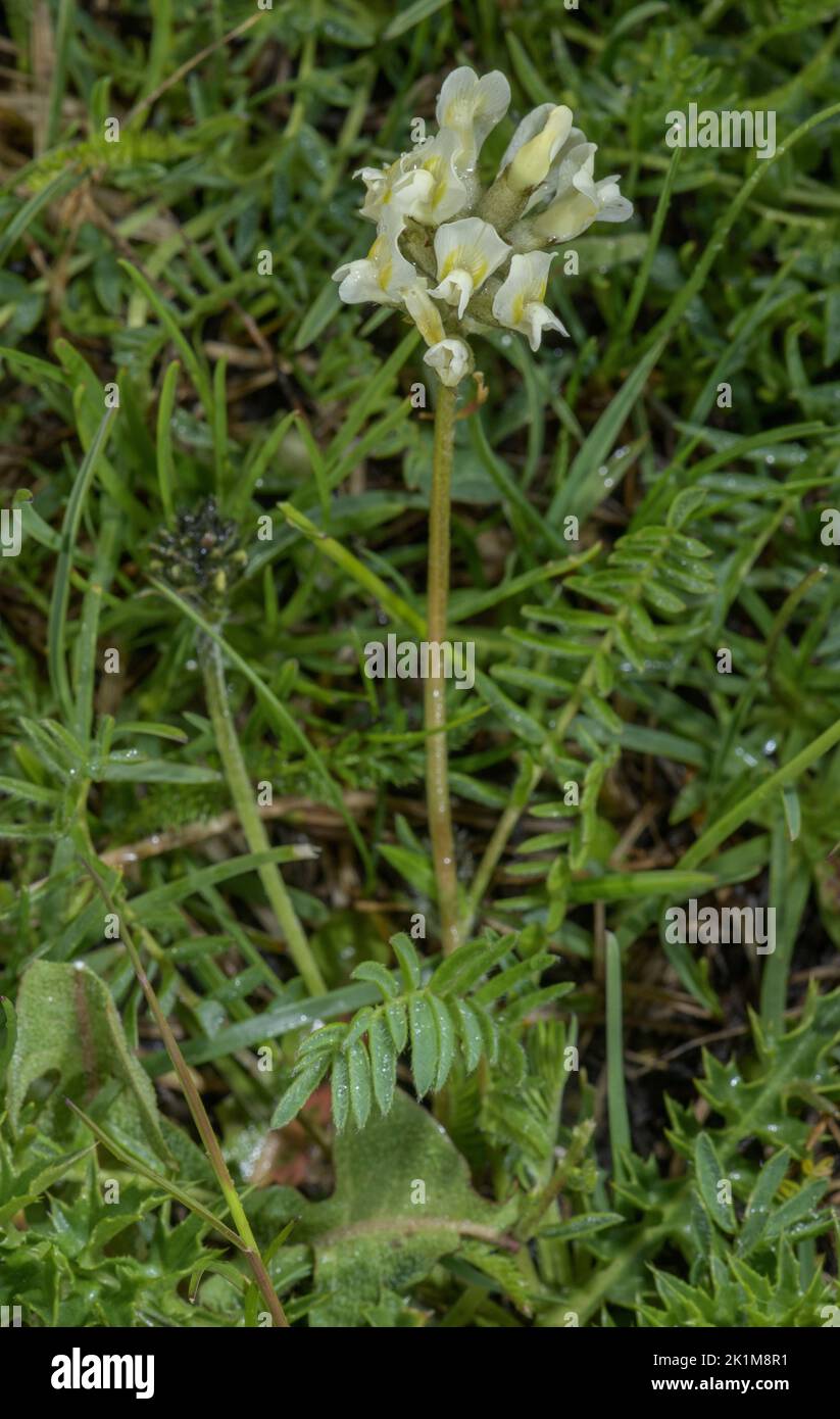 Yellow Milk-vetch, Oxytropis campestris, as Oxytropis campestris subsp. tyroliensis. Swiss Alps. Stock Photo
