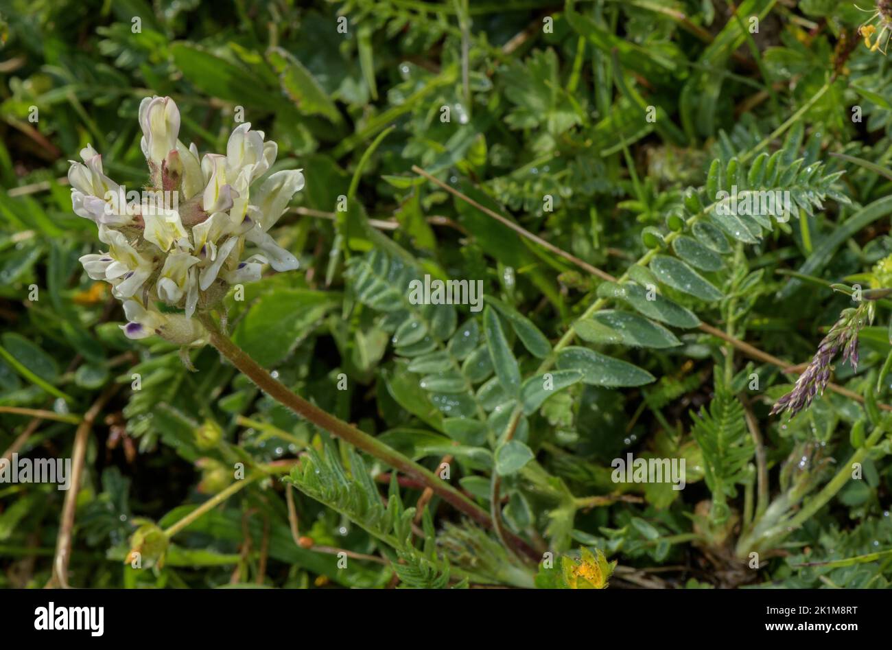 Yellow Milk-vetch, Oxytropis campestris, as Oxytropis campestris subsp. tyroliensis. Swiss Alps. Stock Photo