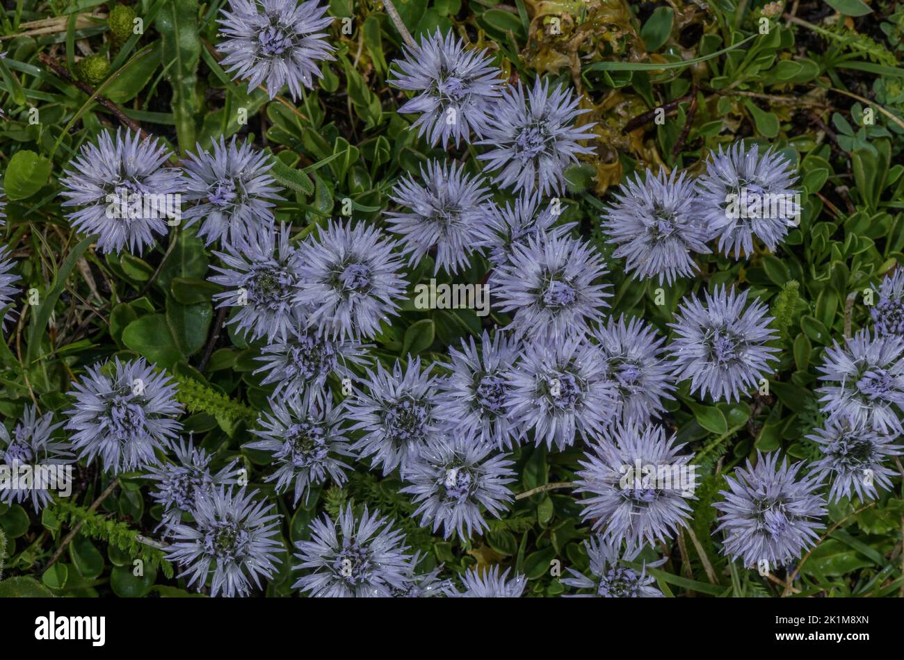 Matted Globularia, Globularia cordifolia, in flower in alpine grassland, Swiss Alps. Stock Photo