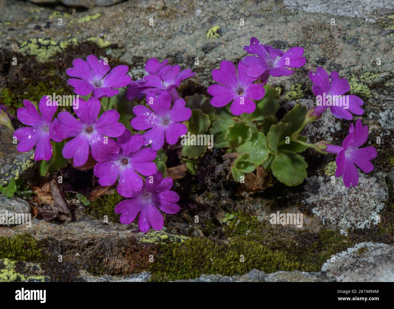 Hairy Primrose, Primula hirsuta, in flower on damp rock ledge, Swiss Alps. Stock Photo