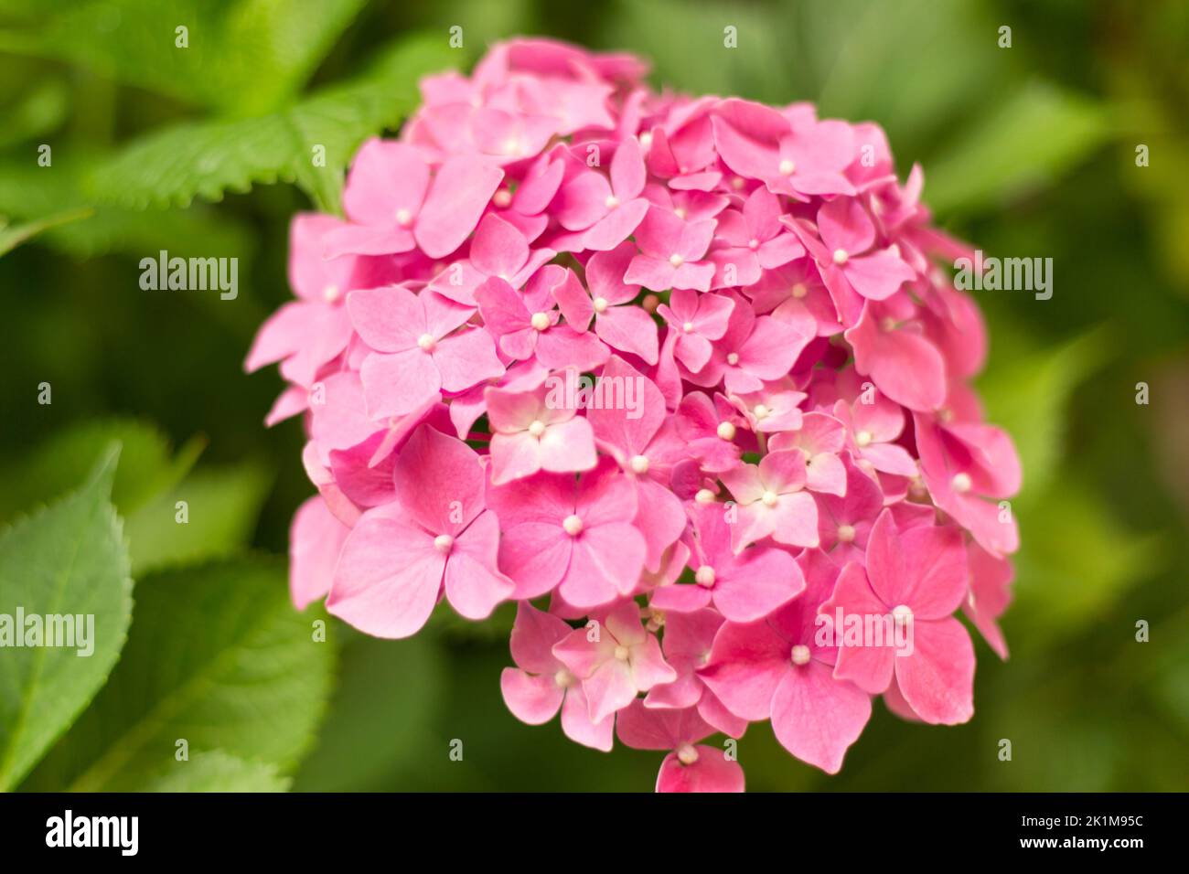 Close up light pink hortensia fresh flowers on blur background Stock ...