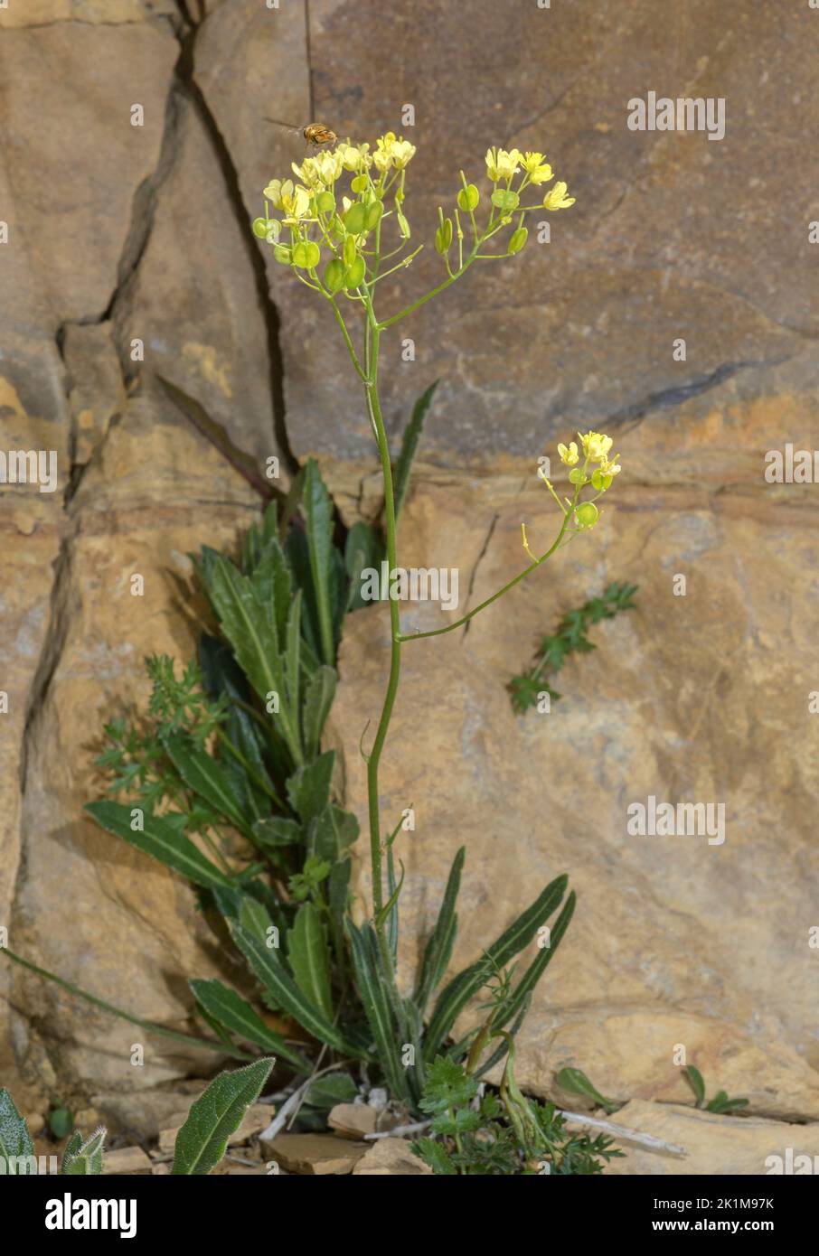 Buckler Mustard, Biscutella laevigata in flower in the Swiss Alps. Stock Photo