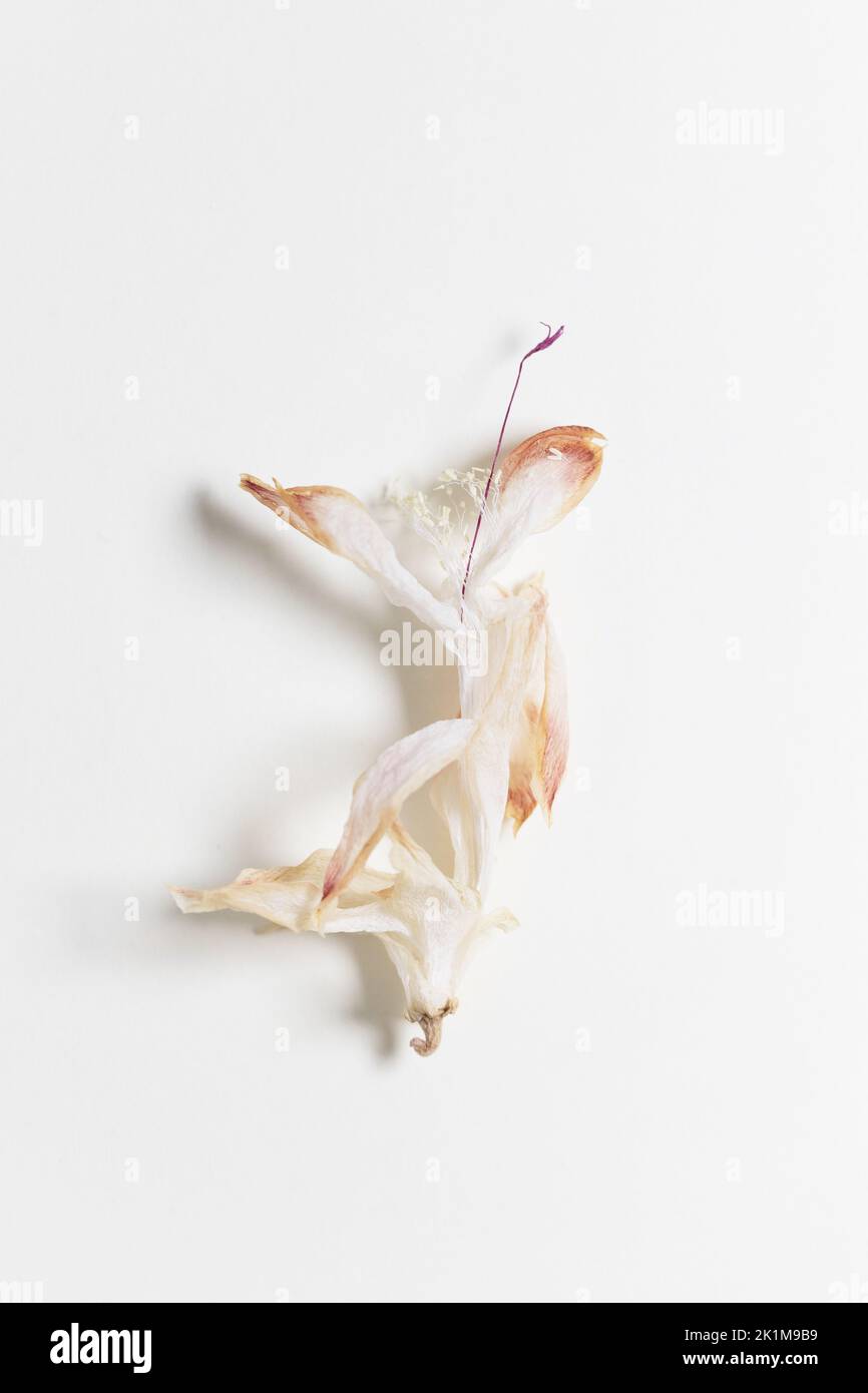 A dry, delicate flower on a white bakcground. Stock Photo