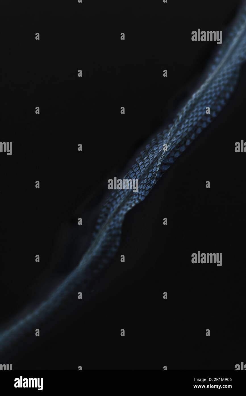 Snake skin on black background. Stock Photo