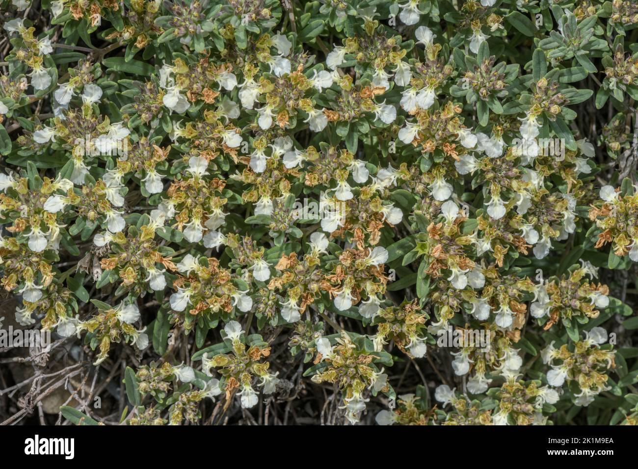 Mountain germander, Teucrium montanum, in flower in the Italian Alps. Stock Photo