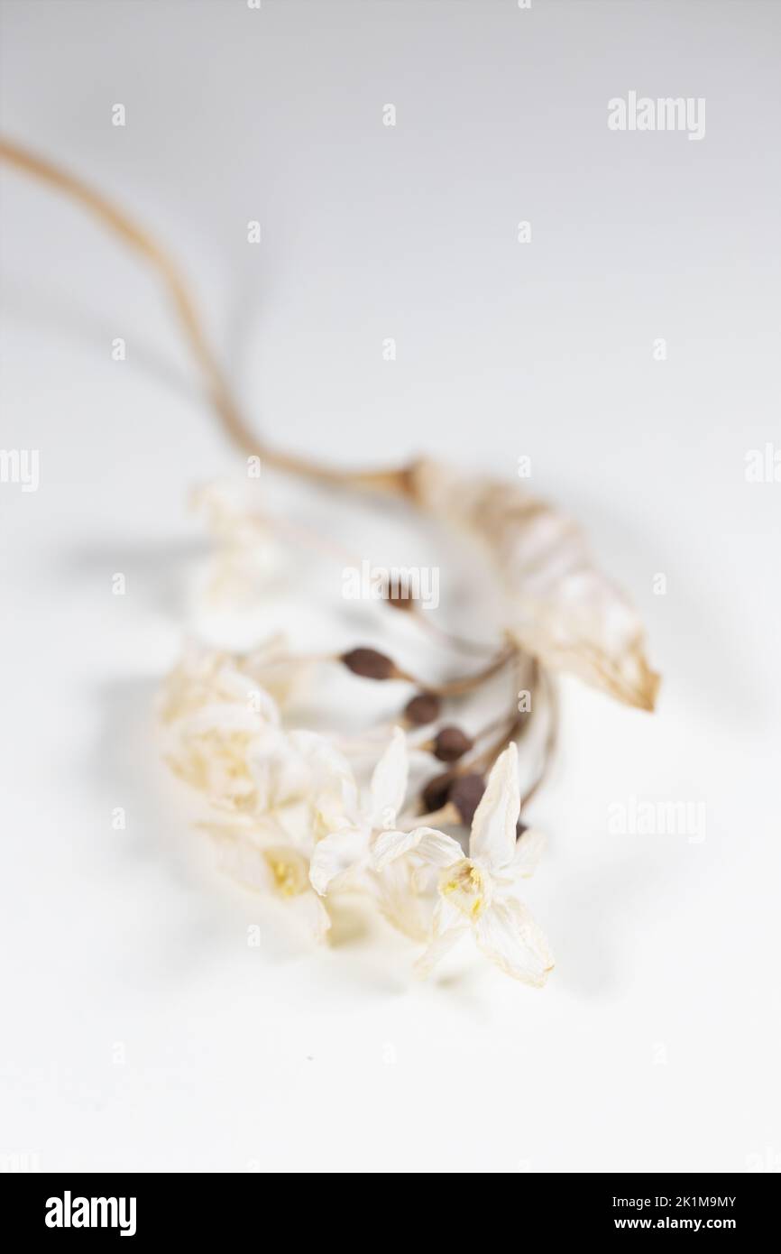 A delicate dried flower on white background. Stock Photo