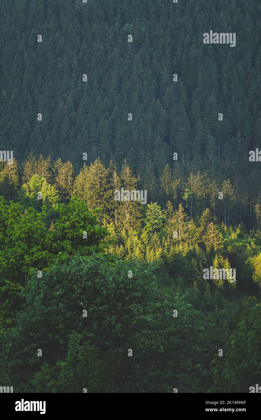portrait format of a forrest during sunset Stock Photo