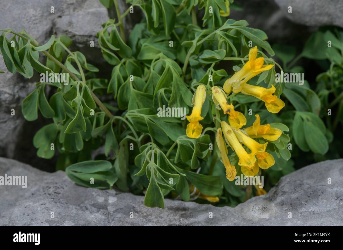 Yellow Corydalis, Pseudofumaria lutea,flowering in the wild on limestone scree, near Lake Garda. Stock Photo